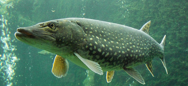 Gädda i vatten